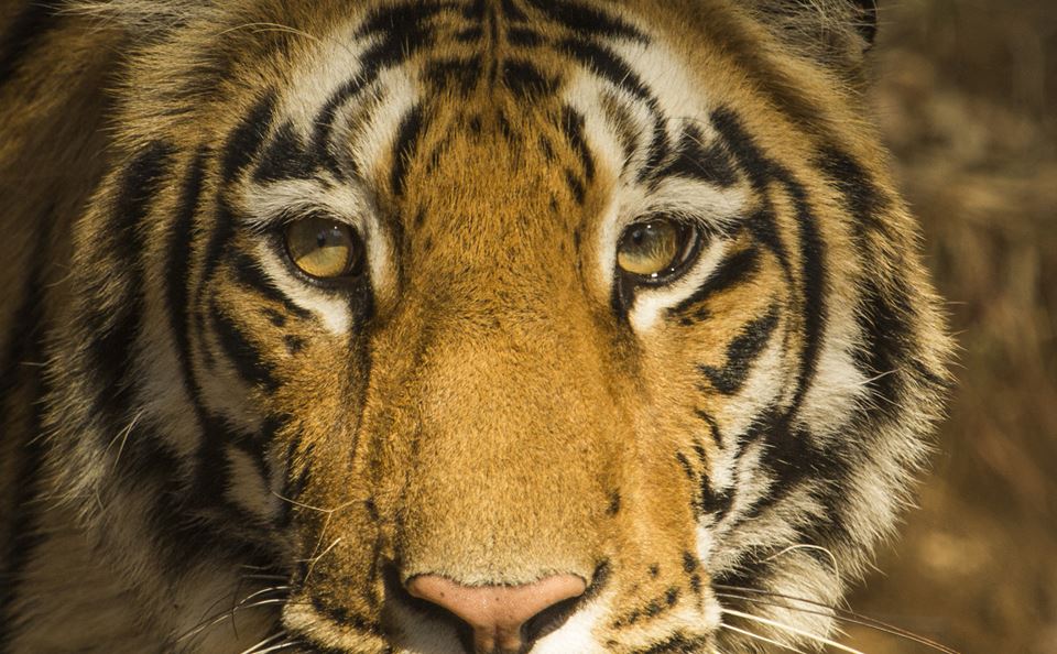Kanha Jungle Safari, Kanha Tiger Reserve, Kanha Tiger Safari, Kanha Wildlife Safari, Tiger Safari in Kanha, Wildlife tours in Madhya Pradesh