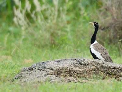Lesser Florican 5